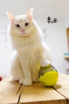 The trainer recommends missing food toys tumbler to adjust the difficulty There is a video tutorial 」