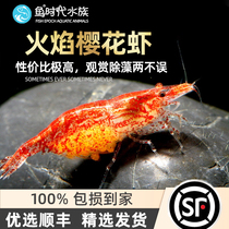 Cherry Blossom Shrimp Ornamental Removal Algae Tools Pet Species Shrimp Subadult Cherry Hug Egg Shrimp Hug Egg Living Straw Vat Small Shrimp