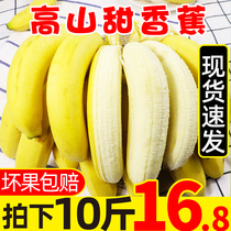 Spot Yunnan Alpine Sweet Banana Fresh 10 Jin Seasonal Fruit Seasonal Banana Sweet Banana Whole Box