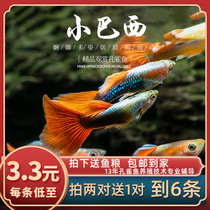 Fish Age] Small Brazilian fan guppies Small tropical ornamental fish grass tank freshwater anchovies live fish