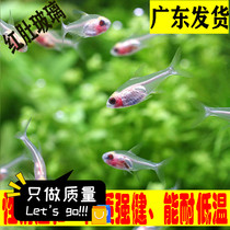 Red-bellied glass lamp Glass Swordfish Ornamental fish Tropical fish Lamp fish Aquatic grass tank group swimming fish Pet fish Live