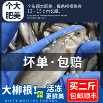 Northeast specialty Changbai Mountain river fish cold water fish fillet root fish 8-10 kg fresh frozen delivery