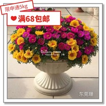 Flower edge Pickles imported flower seeds * Pan American * Sunflower big flower purslane * happy hour 10