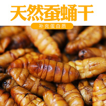 Silkworm pupa dried octometian octogenia feed nutrition wrens Gothic snacks Broiling of the Brow Brood and Birds Feed of the Eight Gothic Feed Bird Feed