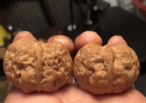 Wild new goods under the tree Wenwen playing iron walnut door Duner Yuanbao lion head Golden Toad pimple Toad head Yanqingte