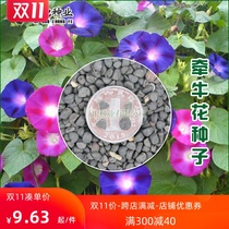 Morning glory seeds Morning glory outdoor climbing vine climbing wall flowers mixed color flowering constant potted four seasons sowing seeds 