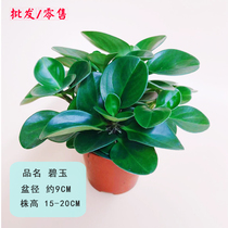 Interior Exterior Landscaped Plant Wall Potted Flowers Green and Ducks Feet Wood Balcony Green Plant Wall Genuine plants