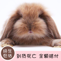 Pet rabbit Live animal Dutch lop rabbit Live dwarf rabbit Cover face Cat Cat Rabbit Mini rabbit baby