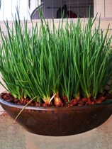  Four seasons shallot seed head shallot seed seed fire shallot red head shallot seed seedlings Balcony potted shallot seedling Shallot dried shallot red