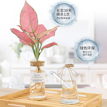 Arrowroot hydroponic plants office room green table transparent potted water-raising flowers small green plants Four Seasons good feeding