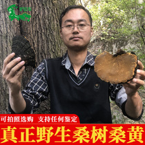Wild mulberry tree Sanhuang Shennonghuang Traditional Chinese herbal medicine Natural whole branches free slicing 250g
