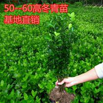 Four Seasons Winter Qingmiao Outdoor Sapwood Patio Wood Patio Winter Qingmiao Young Green Slim Wall Green Fence
