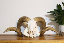 Cow head crafts Tibetan real sheep skull yak skull specimen sheep head decorations ornaments sheep head cow head