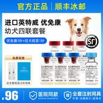 Intel Four Dogs Vaccine Pet Puppy Puppy Puppy Rabies Vaccine Prevention Pin Puppy Package
