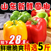 Pure fragrant fruit Shandong color pepper round pepper Fresh colorful pepper seasonal vegetable green pepper 5kg whole box of colorful pepper