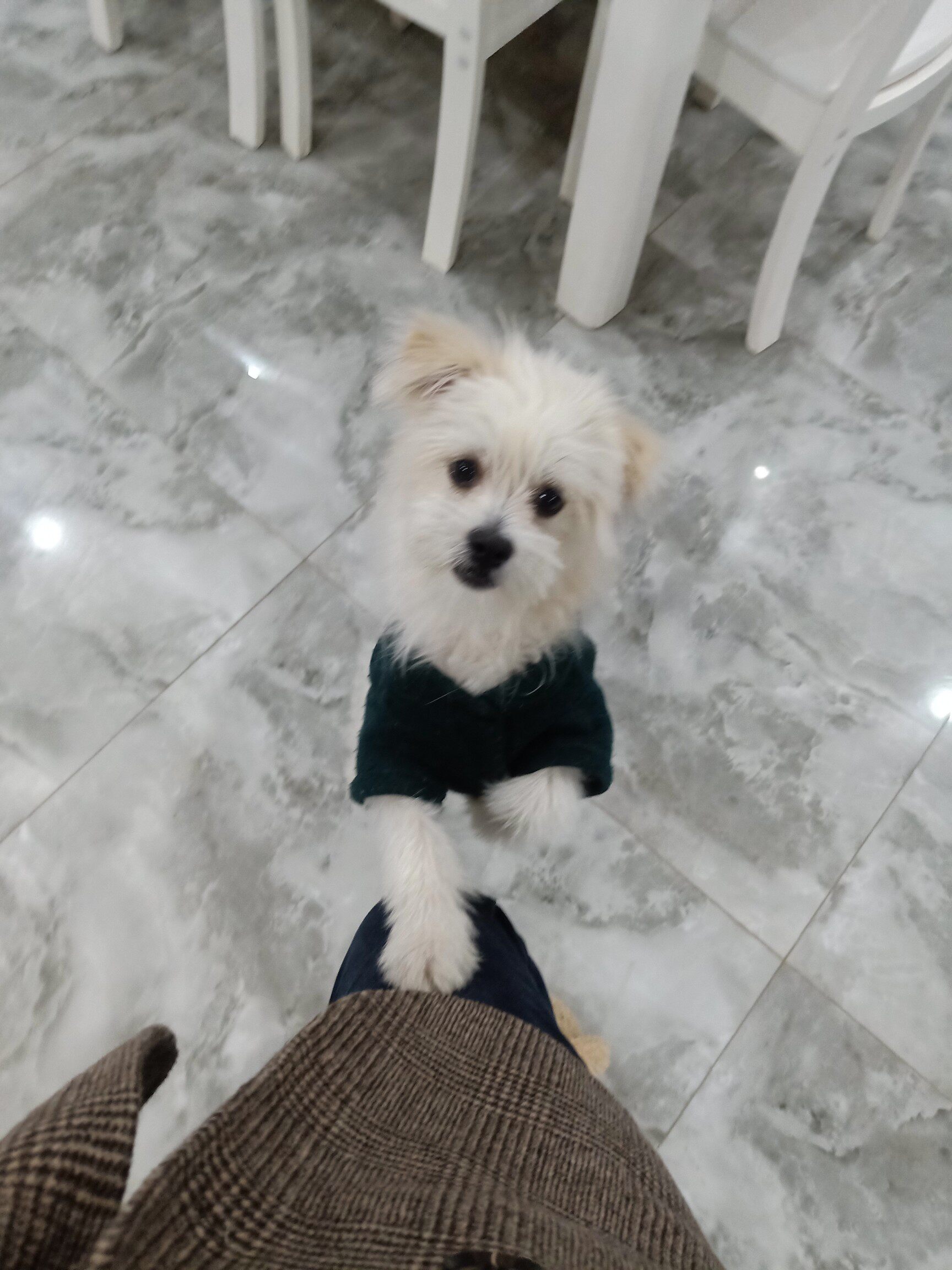 凯锐思犬主粮口碑怎样？详细解密有谁用过？