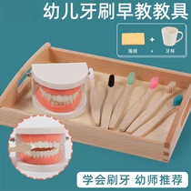 Hooded Teaching Aids Children Toothbrushing Wash Suits Early Lessons Wise Toys False Teeth Models Kindergarten Cognitive Teeth