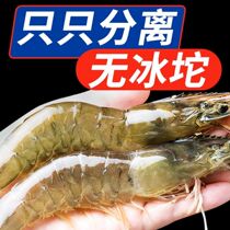 Salt freezing large shrimp fresh and fresh only separated from non-ice-lump sea shrimp prawns base shrimps white shrimp sea fishing for large shrimps