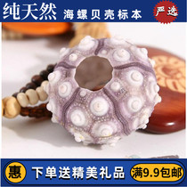 To keep the lights on sea urchin 5cm decoration conch shells starfish coral gifts wedding set-ups DIY promotion