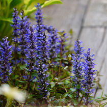 Naked Heart Garden Ji twelve single tendons and bones Potted Perennial Cold-resistant flowers Courtyard Garden Evergreen root plants