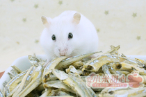 Buy 5 Get 1 natural fresh water small fish dried hamster Xi Shi Xiong favorite hamster snack nutritious 25g