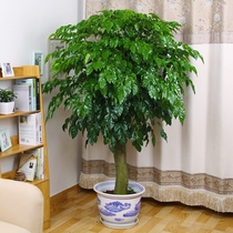 Big happy tree safe Tree big living room office green plant potted green treasure indoor small potted plant large potted