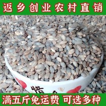 Barley rice Barley kernels 500g Qinghai-Tibet blue barley rice Qinghai specialty Tibetan blue barley porridge Whole grains Whole grains