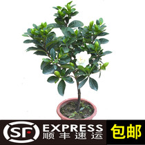 Peony gardenia flower seedlings green plant leaflet branches flower saplings balcony indoor potted flower plants