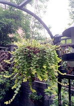 Gold Strings Chandelia Chandelia Chandelia Cross Road Yellow Ground Carrier Hanging Potted Sapling Potted Sapling Basin Shipped With Earth