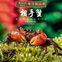 Red Cheer Phase Hands Crab Ornamental Surface Cylinder Land Birth Red Hand Mantis Arms Syrion CRAB PET LIVING DESK SMALL CRAB