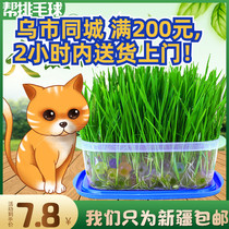 (Xinjiang) Crystal cat grass set cat grass hydroponic catnip hair ball cat grass potted cat