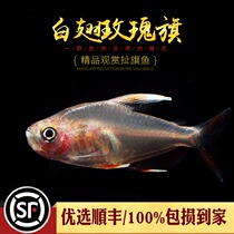 White-winged rose flag grass tank group swimming tropical fish flag fish lantern fish live incandescent rose crucian carp new big hook fish