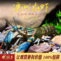 Australian lobster ornamental pet shrimp large cold-resistant freshwater lobster orange blue lobster crayfish grass tank aquarium live
