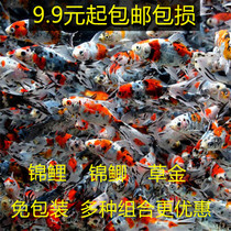Grass goldfish live fish carp carp koi ornamental fish live freshwater fish good cold water fish small fry red crucian carp