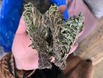 Chinese herbal medicine Selaginella Nine Dead Soul Grass 500g