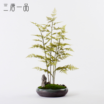 New Chinese green plant ornaments simulation Wanzhu bonsai rockery Taihu stone porch living room tea room hotel soft decorations