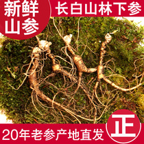 Fresh Mountain ginseng Wild Mountain Ginseng Fresh ginseng Changbai Mountain Wild Ginseng 20 years old Forest Mountain Ginseng Laoshan Ginseng Northeast specialty