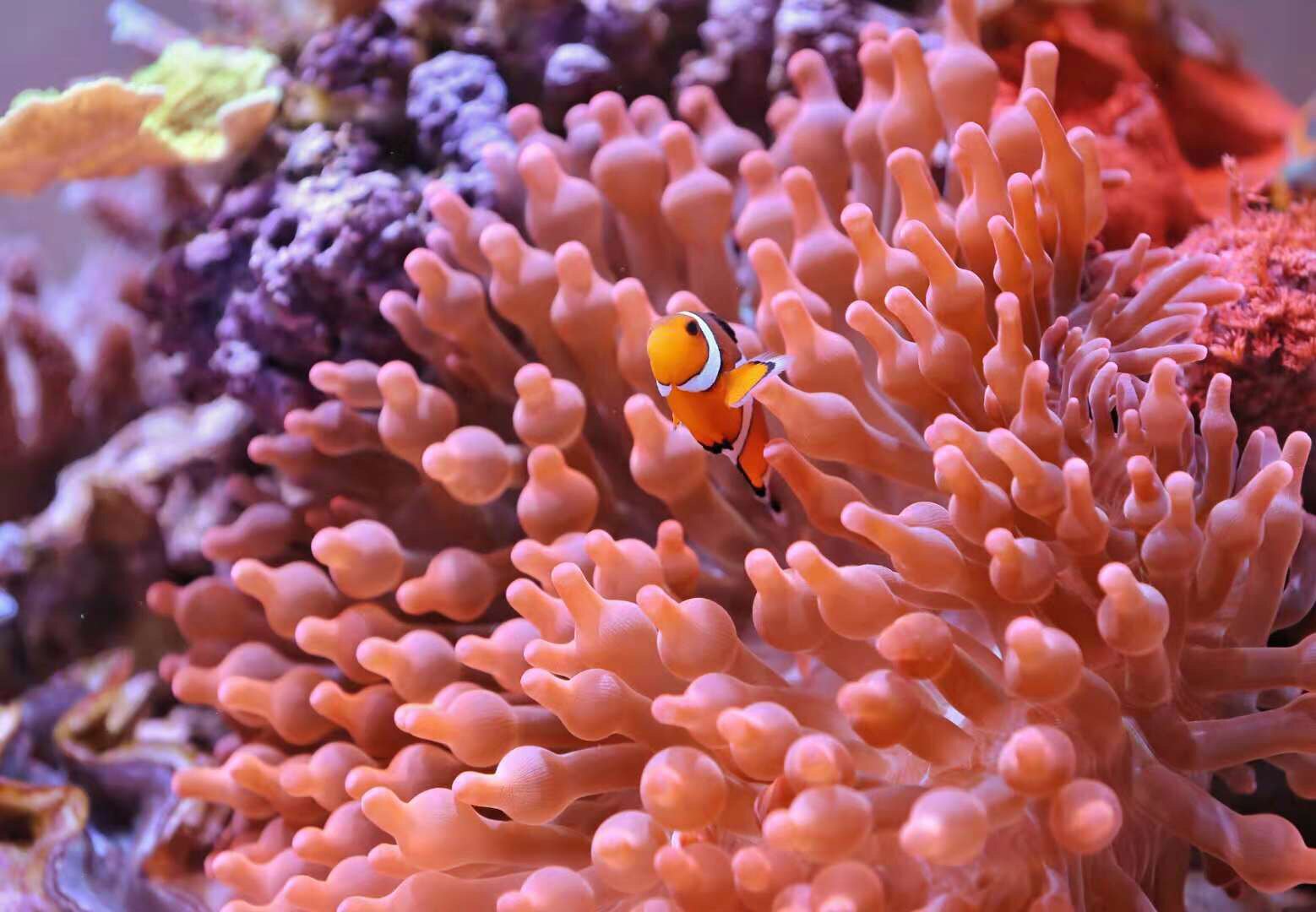 Nemo artificial boy clown fish to dress fish fish fish watching fish novice hands fish snow printed black vest