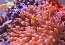 Nemo artificial boy clown fish to dress fish fish fish watching fish novice hands fish snow printed black vest