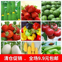 Potted vegetable fruit Strawberry cucumber watermelon melon fruit corn cherry tomato sweet girl radish sweet pepper seed