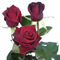 Moon flower seedlings black Buck rose seedlings Big flower dark red rose potted Corolla four-season flowering purple and black roses