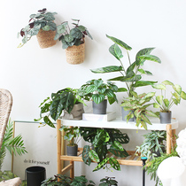 Sicilian Emulation Plant Green Leafs Potted Nordic Home Tabletop Green Plant bonsai Balcony Plant Wall