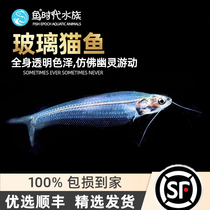 Glass Cat Tropical Freshwater Grass Cylinder Box Ornamental Living Pet Blue Third-tier Transparent Ghost Cat Fish Group Tours Small Fish