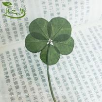 Special Price Wild Rare Lucky Grass Five Leaves Six Leafy Grass Specimens Leaves Valentines Day New Year gift cards to give elders