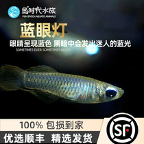 Fish age] Blue eye light water straw cylinder blue eyes small tropical ornamental fish group tours Queen Adaka Fish living