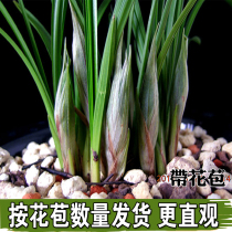 Huilan flower seedling with flower bud whole conjoined fragrant Cymbidium nine head spring orchid sold nutrient soil plant material