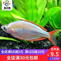 Fish City Electro-Optic Mermaid Living Electro Light Mermaid Living Light Corfish Living Tropics Ornamental Light Cofish