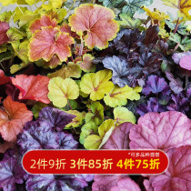 Hongyue alum root small seedling combination Green plant Indoor potted plant Large seedling leaf flower seedling hole seedling Old pile colored leaf office