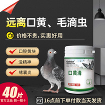 Glad upper respiratory tract pigeon medicine mouth Huangqing thrush special oral Trichomoniasis pigeon medicine Daquan common diseases