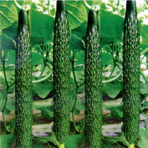 Cucumber seeds Cucumber seeds Fuyang No. 2 F1 Spring summer and autumn dew greenhouse vegetable seedlings high yield
